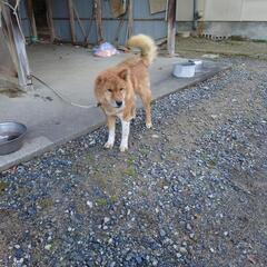 四国犬