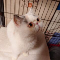【募集停止中】再募集だよ！エキゾチックのハチが優しい家族を待ってます！