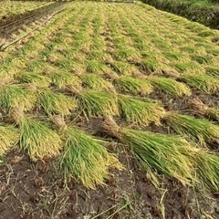 はぜ掛け米　買取業者を探しています。　の画像