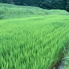 はぜ掛け米　買取業者を探しています。　の画像