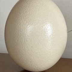 ガチョウの卵　　1個の画像