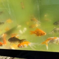 金魚鉢と金魚２匹かメダカの画像