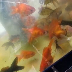 金魚鉢と金魚２匹かメダカの画像