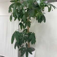 【取引中】⑦観葉植物　植木　ガーデニング　パキラ　⑦の画像