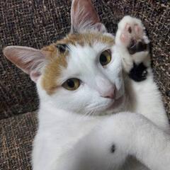 ハート模様の三毛猫　かわいいマリ