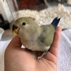 【里親募集】コザクラインコ