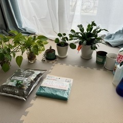 受け渡し予定決まりました　観葉植物セット