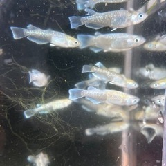 メダカ、上物個体エメキン！の画像