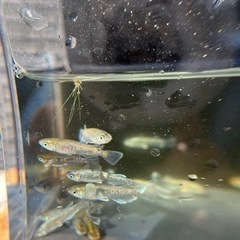 メダカ、上物個体エメキン！の画像