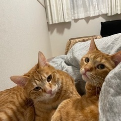 茶トラ（2歳ぐらい）2匹を飼って下さる方募集