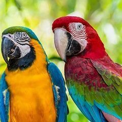 コンゴウインコ　各種　EU CB
