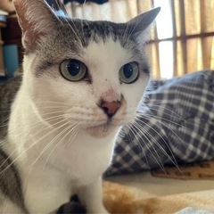 枕元大好き❤️枕猫