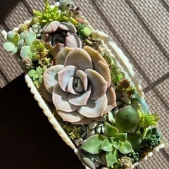 多肉植物の寄せ植え🍀 sold out★