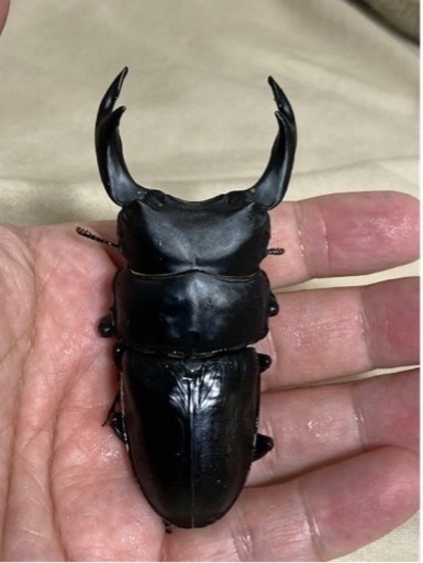 オオクワガタ　04