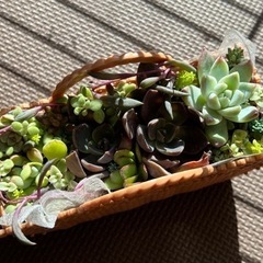 多肉植物の寄せ植え🍀sold out★