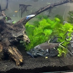 シルバーシャーク　15cm前後の画像