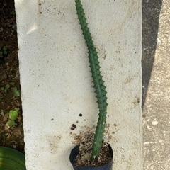 サボテン🌵の画像