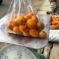キンカン