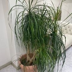 【取引中】④観葉植物　植木　ガーデニングの画像