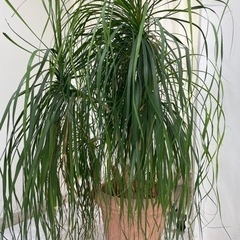 【取引中】④観葉植物　植木　ガーデニングの画像