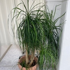 【取引中】④観葉植物　植木　ガーデニングの画像