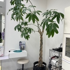 【取引中】①観葉植物　植木　ガーデニング　パキラ　①の画像