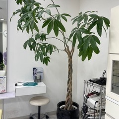 【取引中】①観葉植物　植木　ガーデニング　パキラ　①の画像