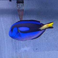海水魚　ナンヨウハギ　成魚±15cm