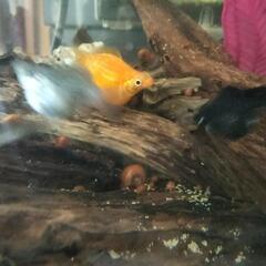 🐠【熱帯魚】🐠　バルーンモーリー赤ちゃんの画像