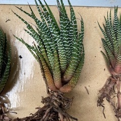 多肉植物　十二の巻　ハオルチア