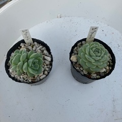 ピュアラブ（純愛）多肉植物