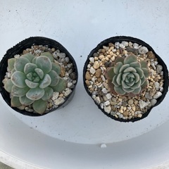 名無し　多肉植物