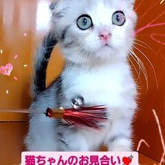 3/3(日)譲渡会♪10月生スコテッシュホールド♂シルバータビー...