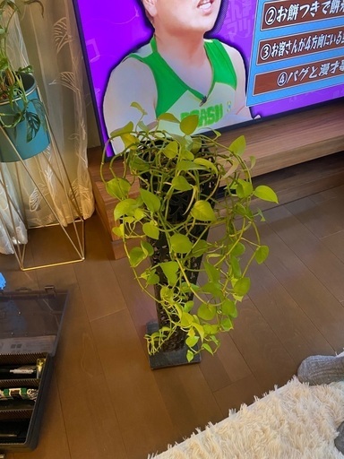 観葉植物