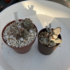 多肉植物