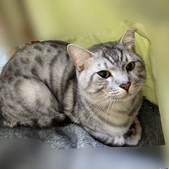 【候補者様決まりました】 1歳半 虎柄 グレー 甘えん坊 男の子