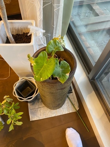 観葉植物