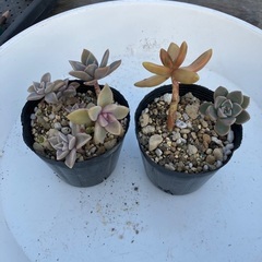 多肉植物3