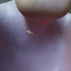 バンボパープル色褪せありの画像