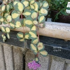 斑入りミセバヤ