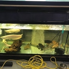 お譲り先決定‼️‼️1200水槽　奥行き600 大型水槽　フルセ...