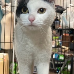 トライアル決定！スリゴロ　めっちゃ甘えん坊の男の子 - 猫