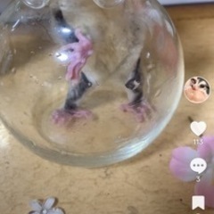 ももんがベビー　プラチナリューシュヘテロ　オス
