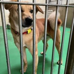 助けれなかった　ごめんね