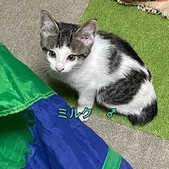 I公園の子猫