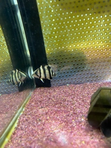 ダトニオ2匹　アンソルギー1匹