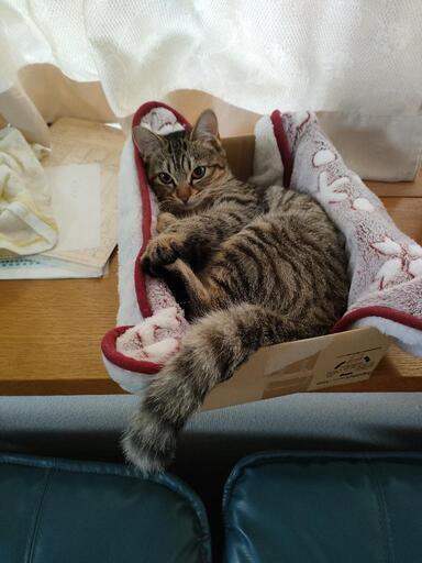 生後8ヶ月の仔猫キジトラ♀ (№32) 川間の猫の里親募集｜ジモティー