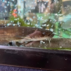 アクアリウム　日本ナマズ　元気ですよ。の画像