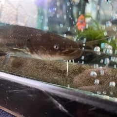 アクアリウム　日本ナマズ　元気ですよ。