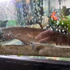 アクアリウム　日本ナマズ　元気ですよ。の画像